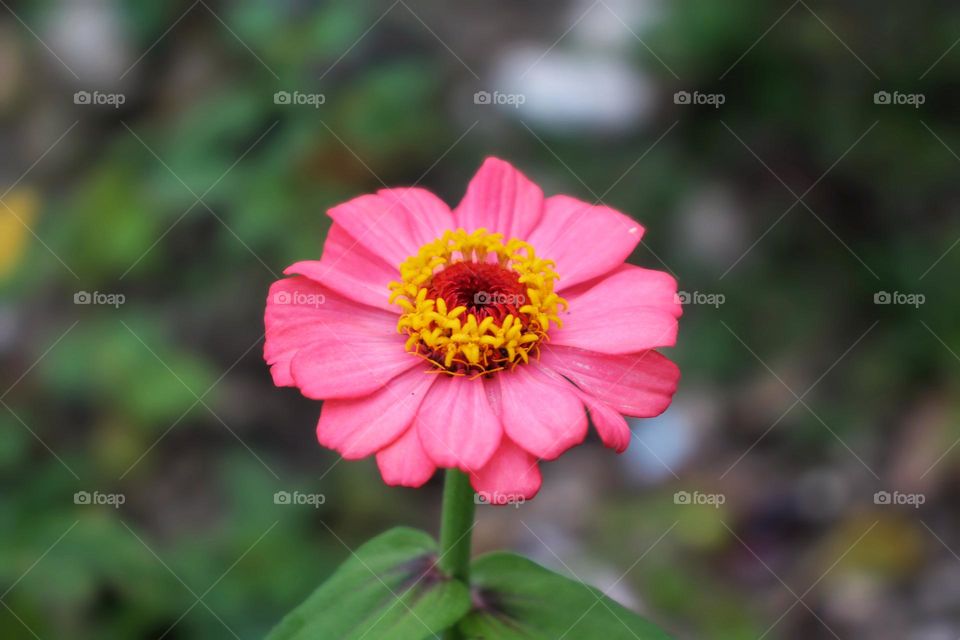 Zinnia flower