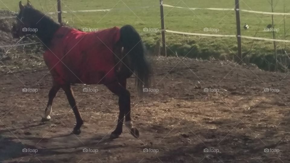 horse loose in the bin