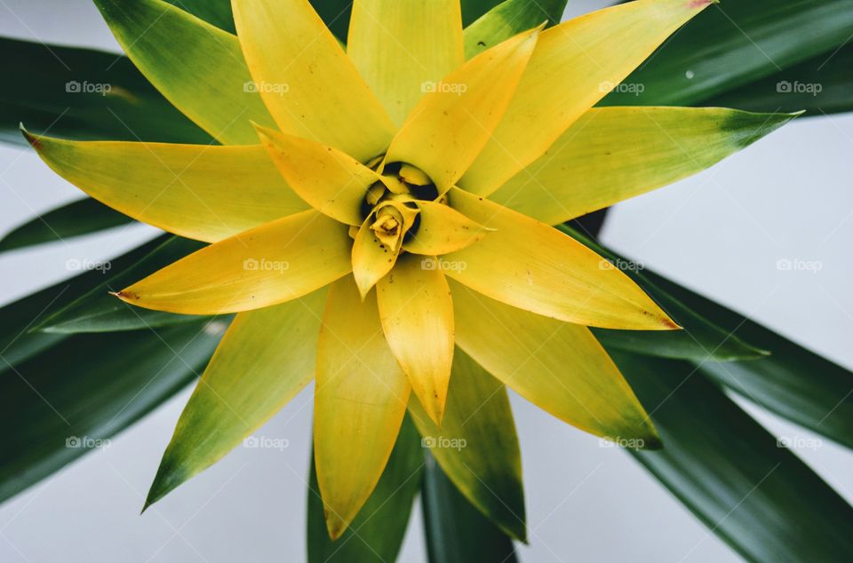 yellow flower texture background