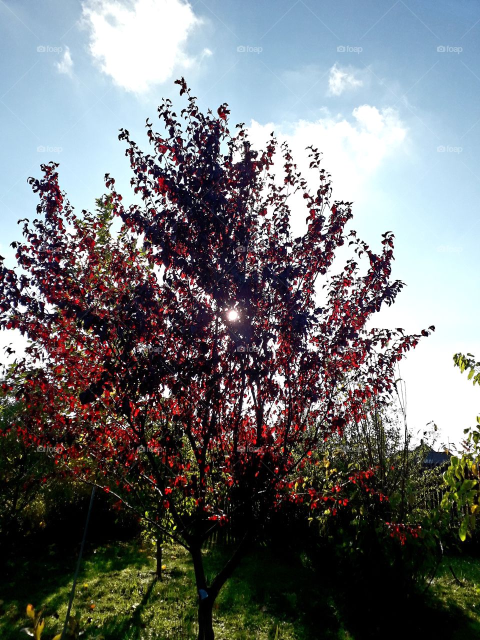 red leaves of sunlit prunus  against blue sky