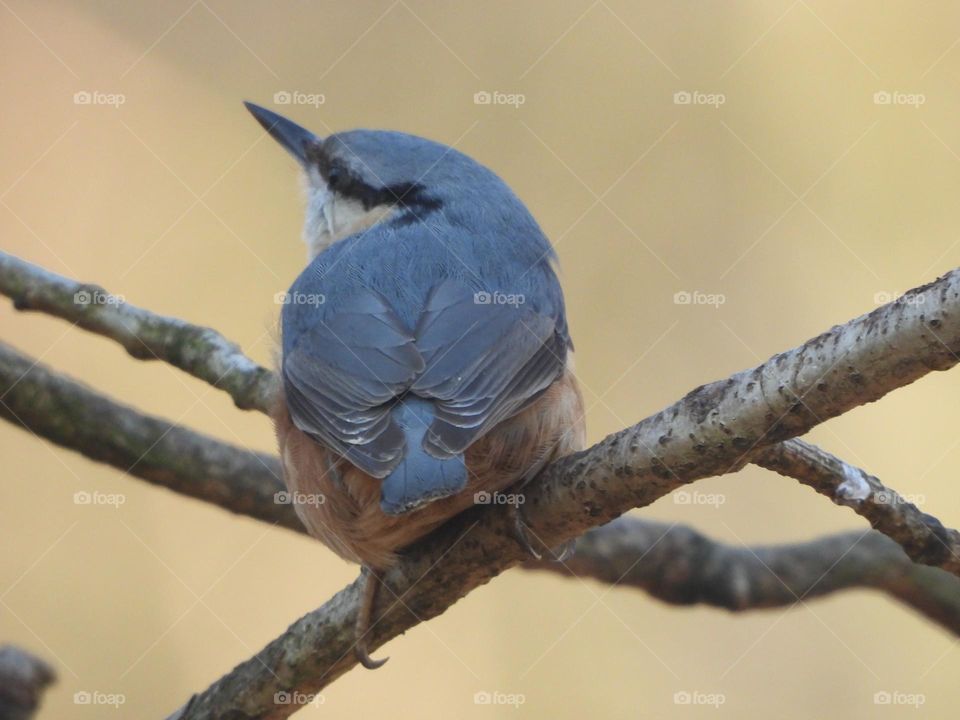 A Nuthatch in a tree