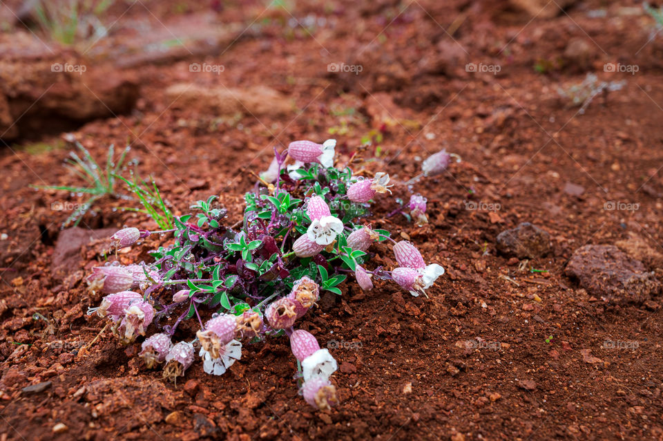 wild flowers covered with dew drops blossom on red ground