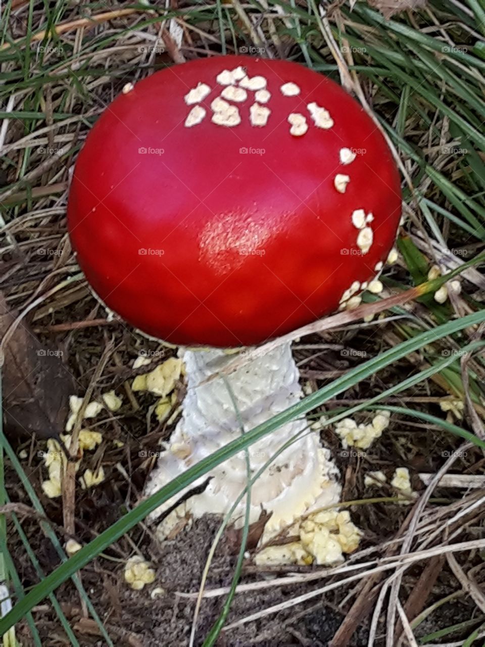 Mushroom 
