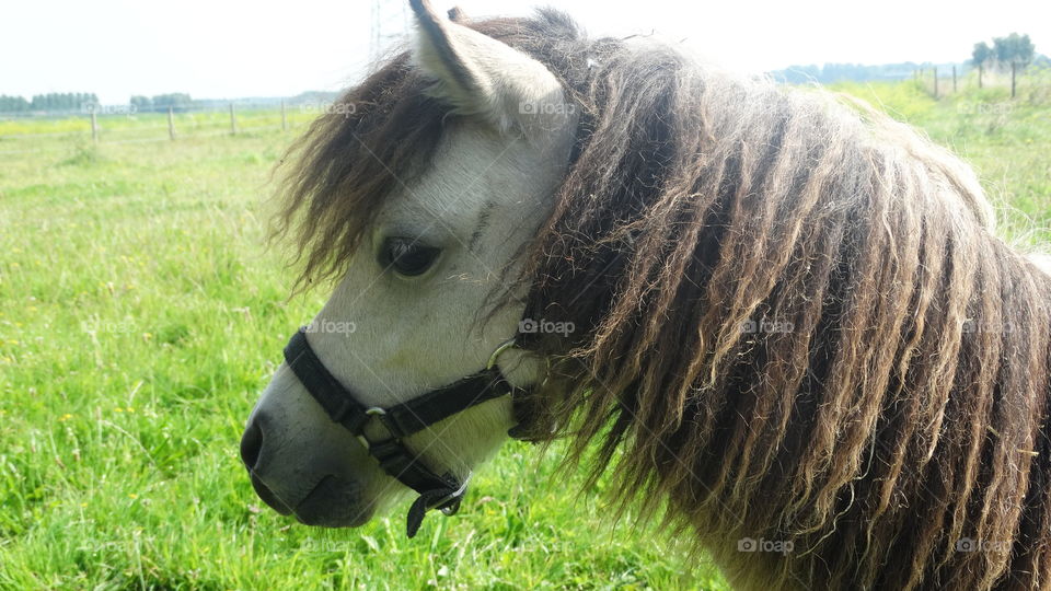 Little mini horse head