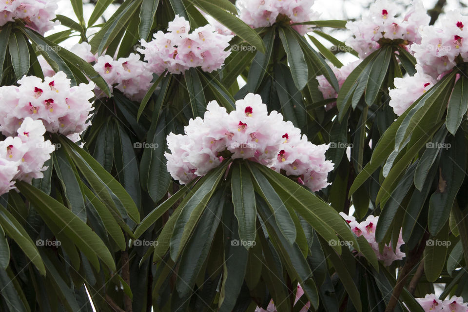 Rhododendron pink blooming tree.
Rododendron rosa blommande