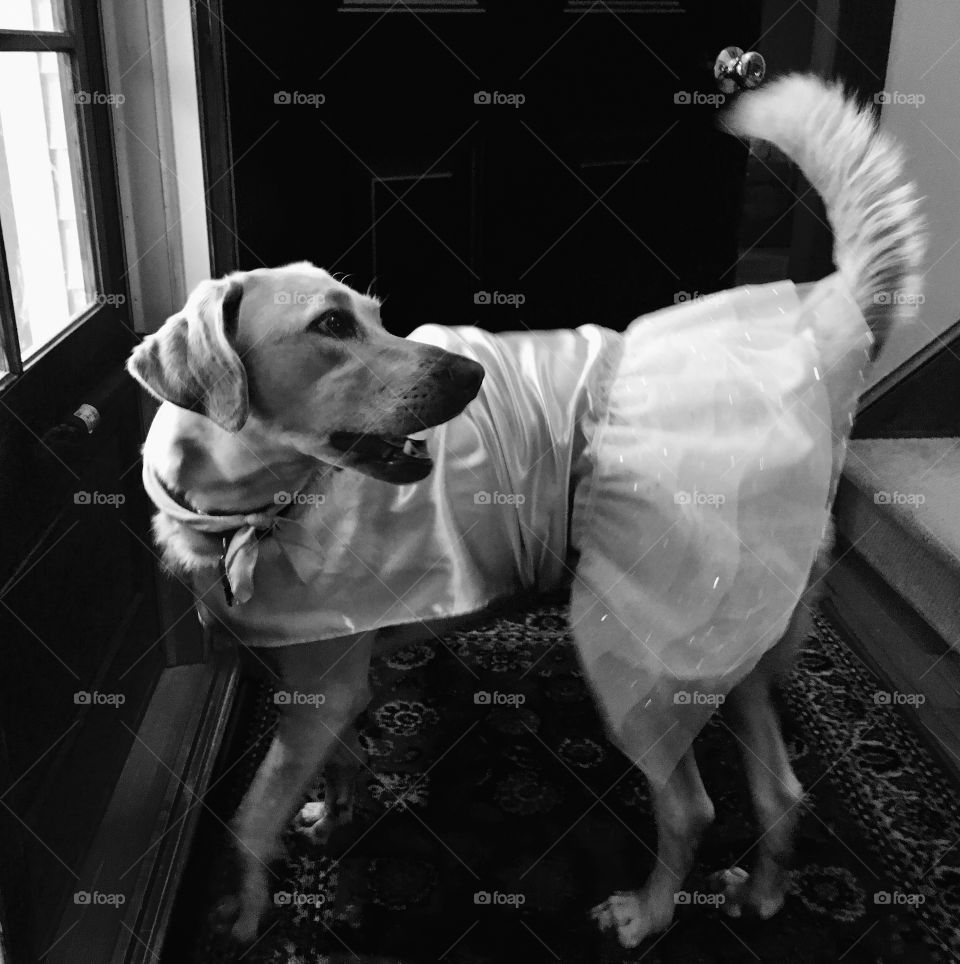 Doggie Halloween costume