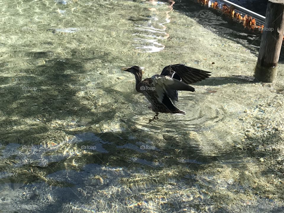Duck in Cristal Water 