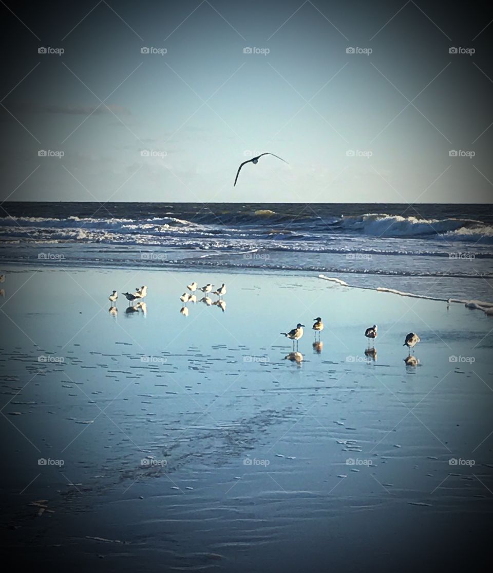 Seagulls on the seashore 
