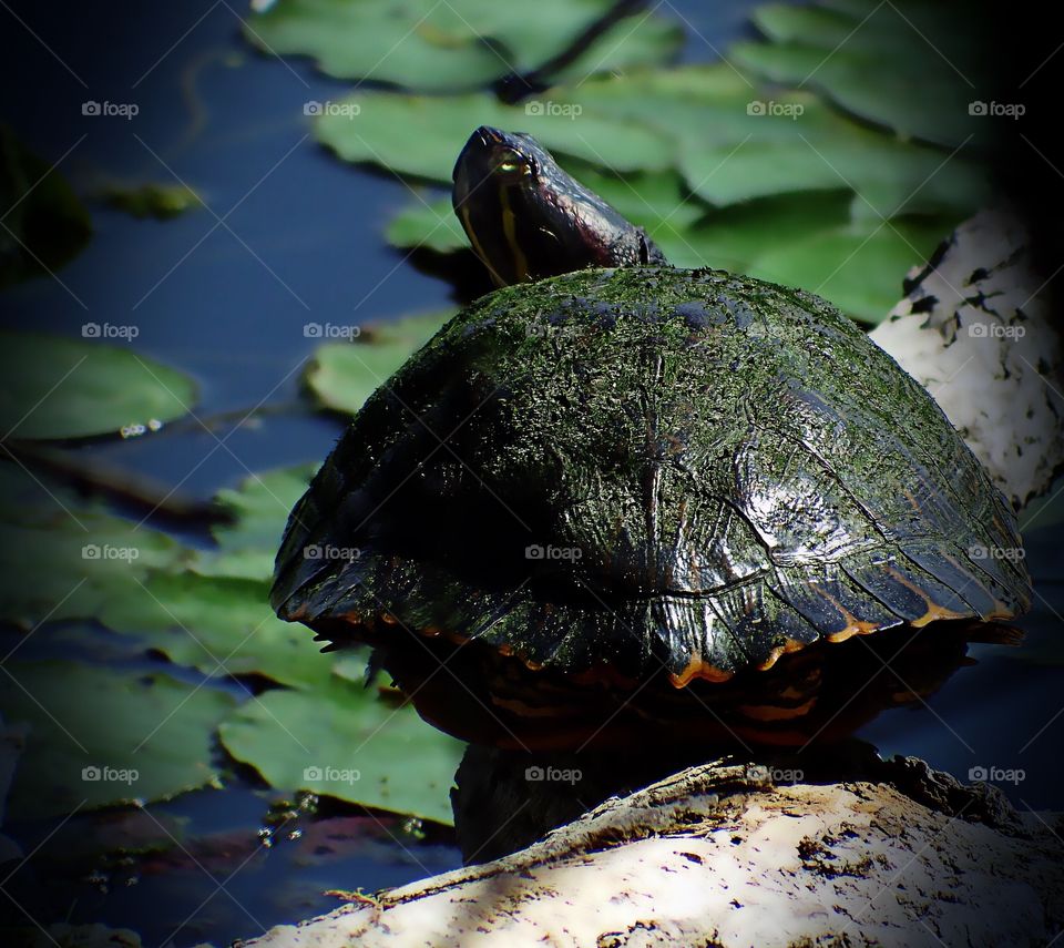 Turtle 