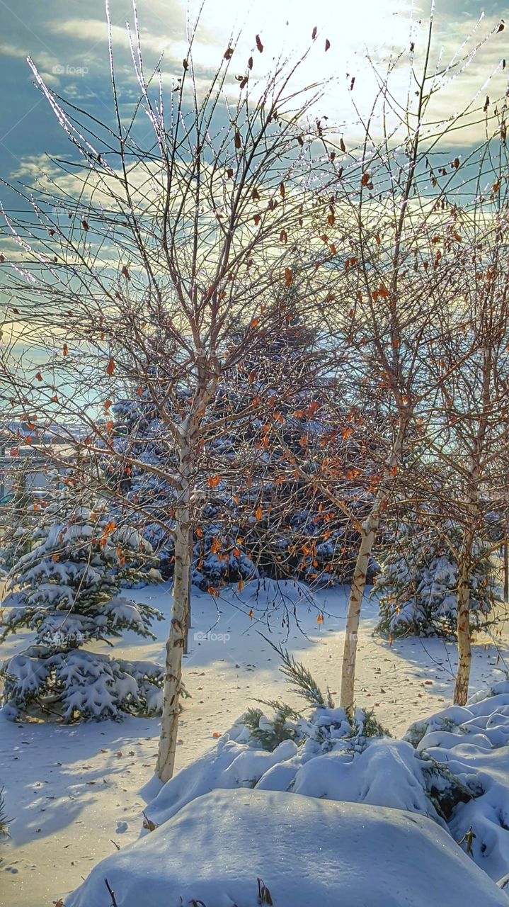 Ice trees. Russian winter.