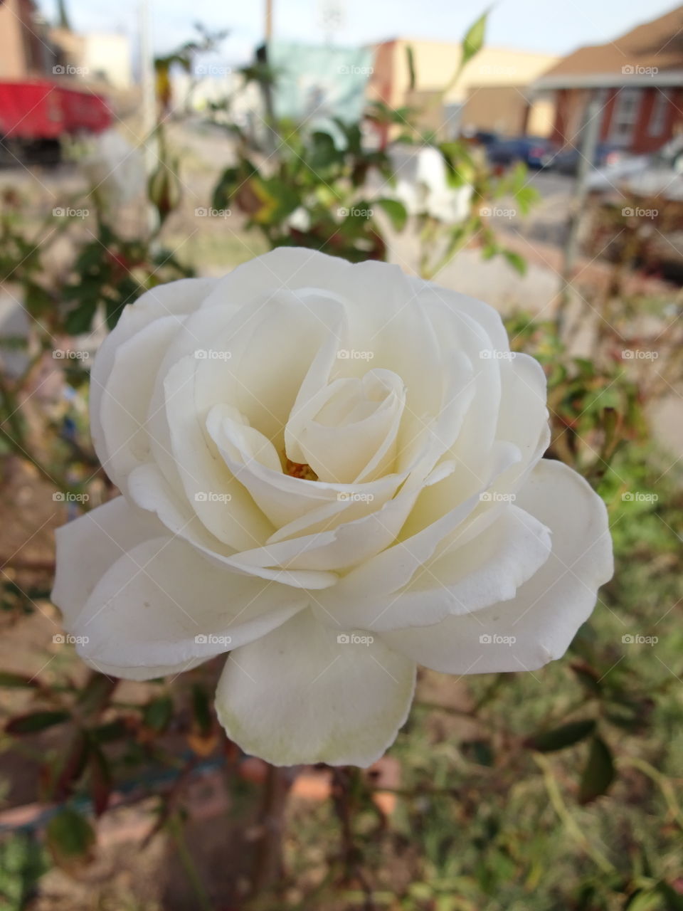 white rose