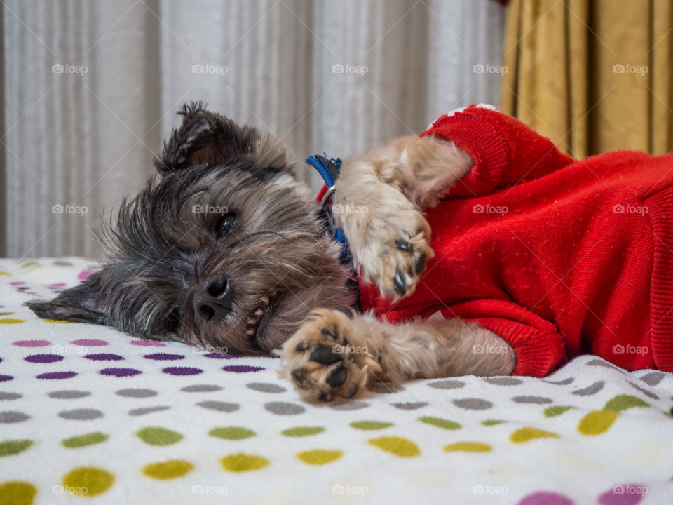 my dog resting in my bed