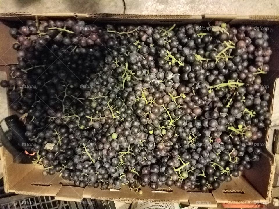 After spending a hour of picking my grapes.  My next steps will be making grape jelly.