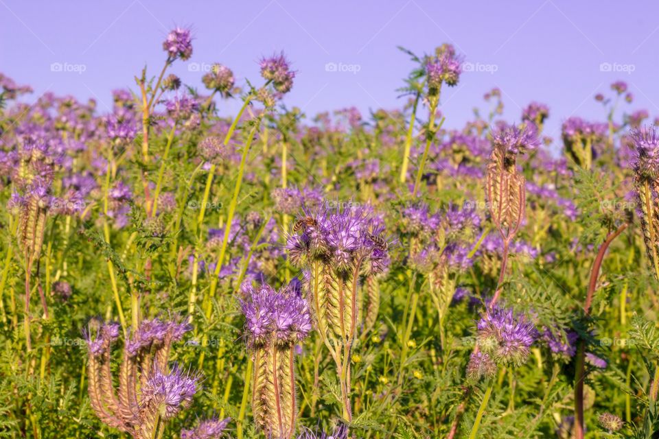 Phacelia Flowers Field