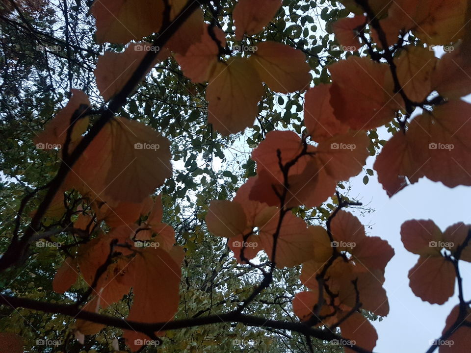 yellow leaves of tree, in season autumn, winter