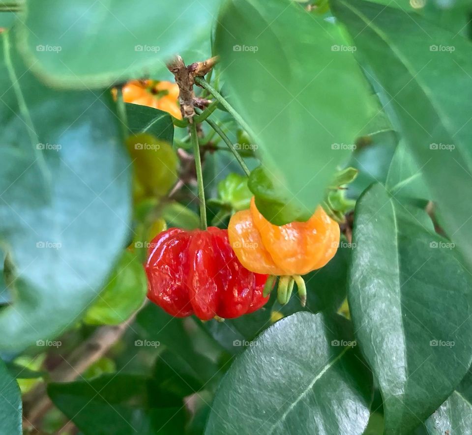 🇧🇷 Chegou a temporada dessas frutas tão ricas em ferro e vitamina C: pitangas!
Como estão docinhas...

🇺🇸 The season has arrived for these fruits so rich in iron and vitamin C: pitangas!
How are you sweeties...