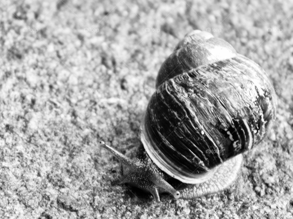 Life in the slow lane