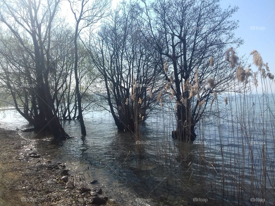 trees in garda lake