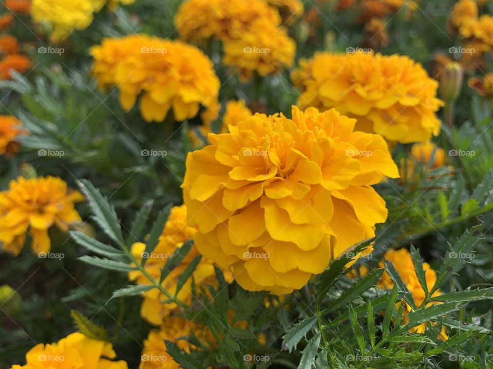 Yellow Flowers