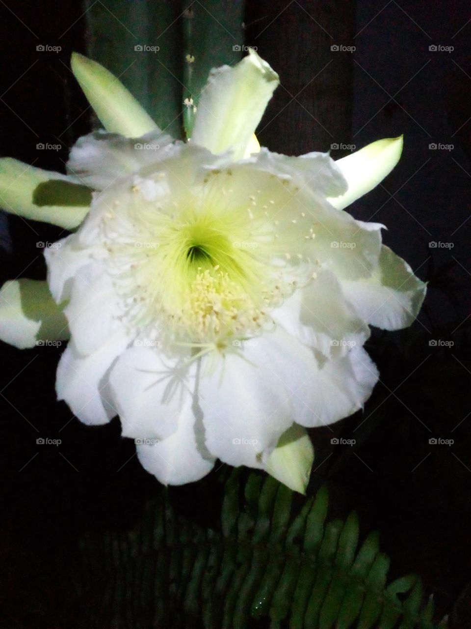 Beautiful large white cactus flower in bloom before sunrise.