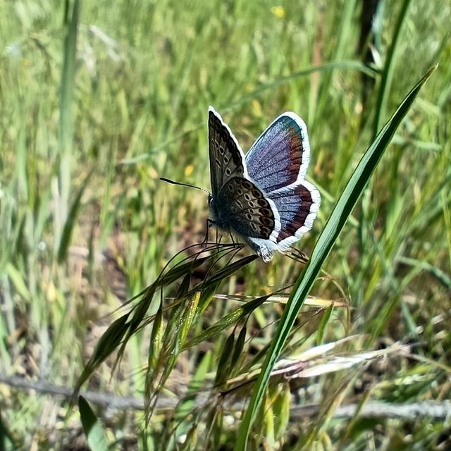 Blue butterfly