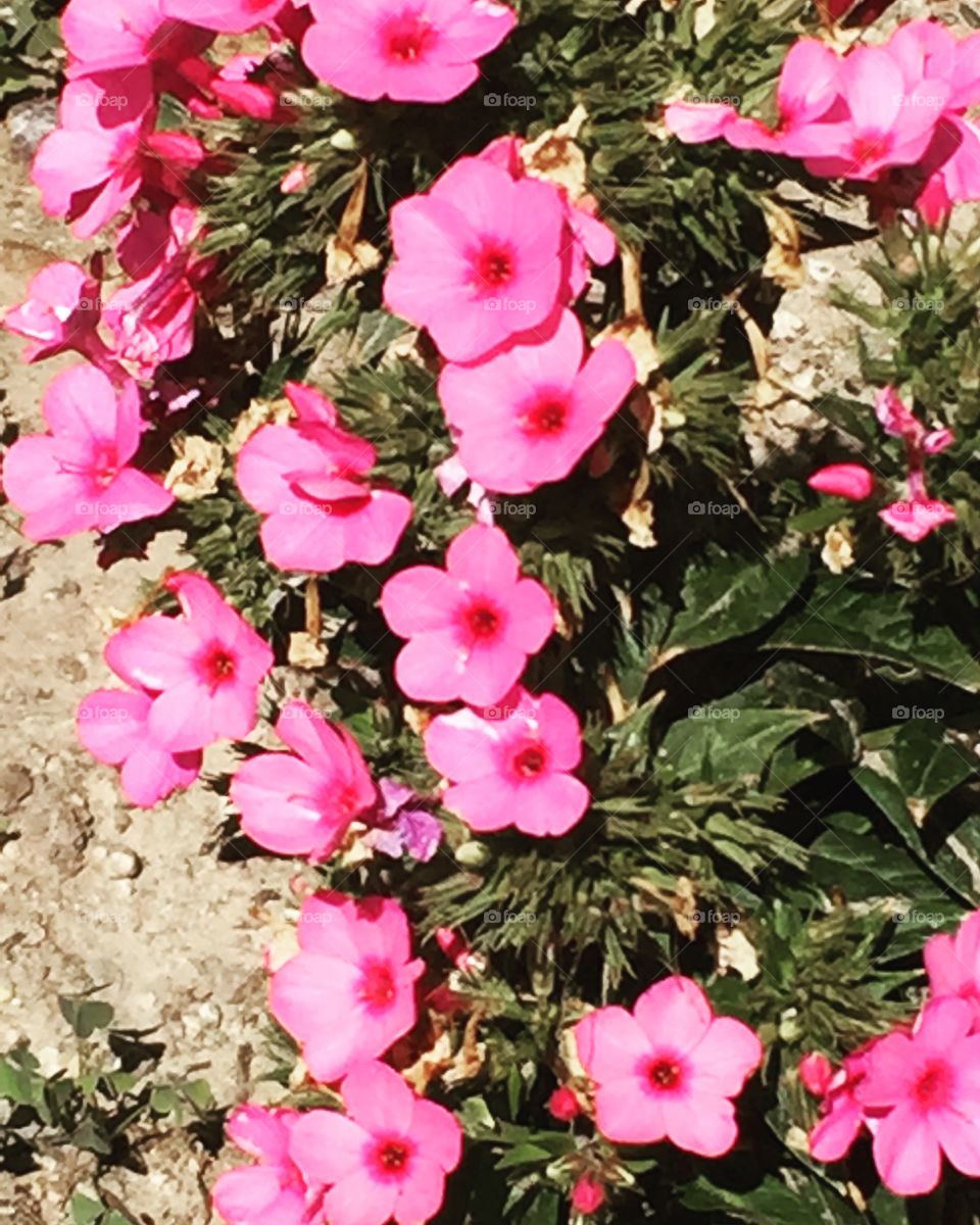Little pink flowers 