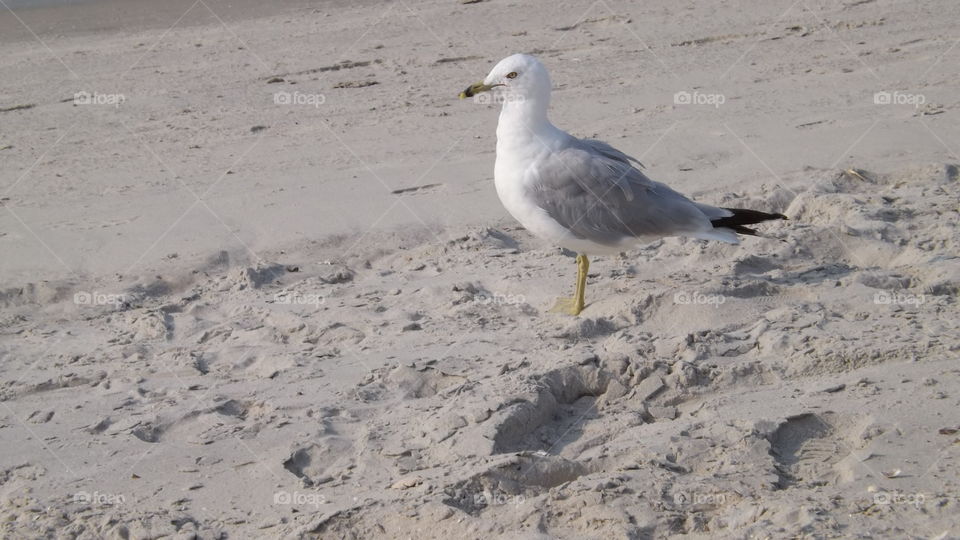 Bird Walking In The Sand