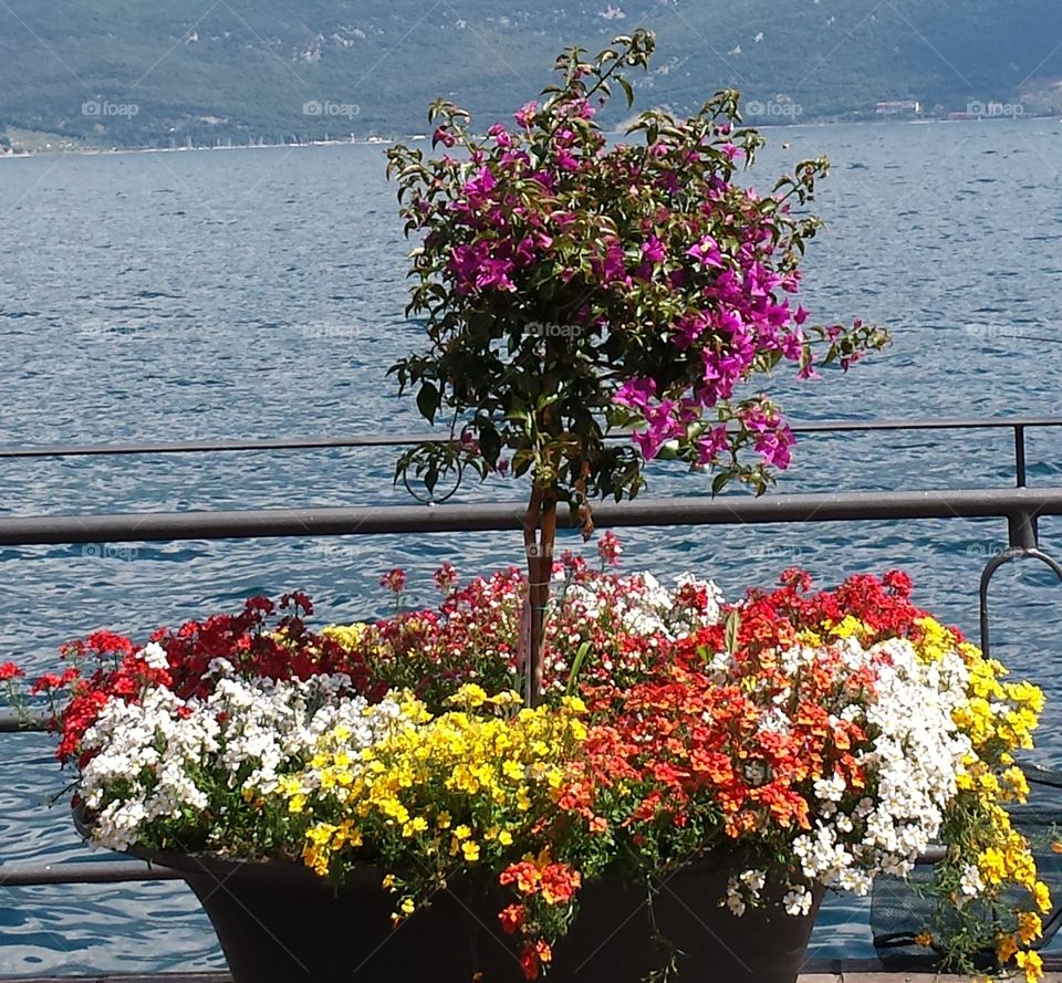 Blumen am See 🌞