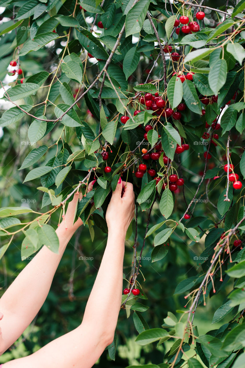 Woman picking cherry berries from tree