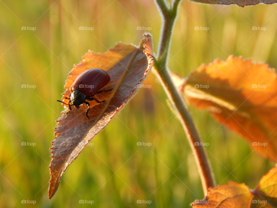 Red insect on a leaf