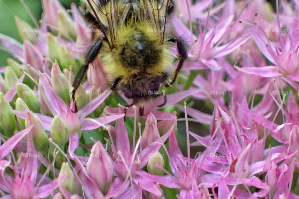 Close-up of bumblebee on flower