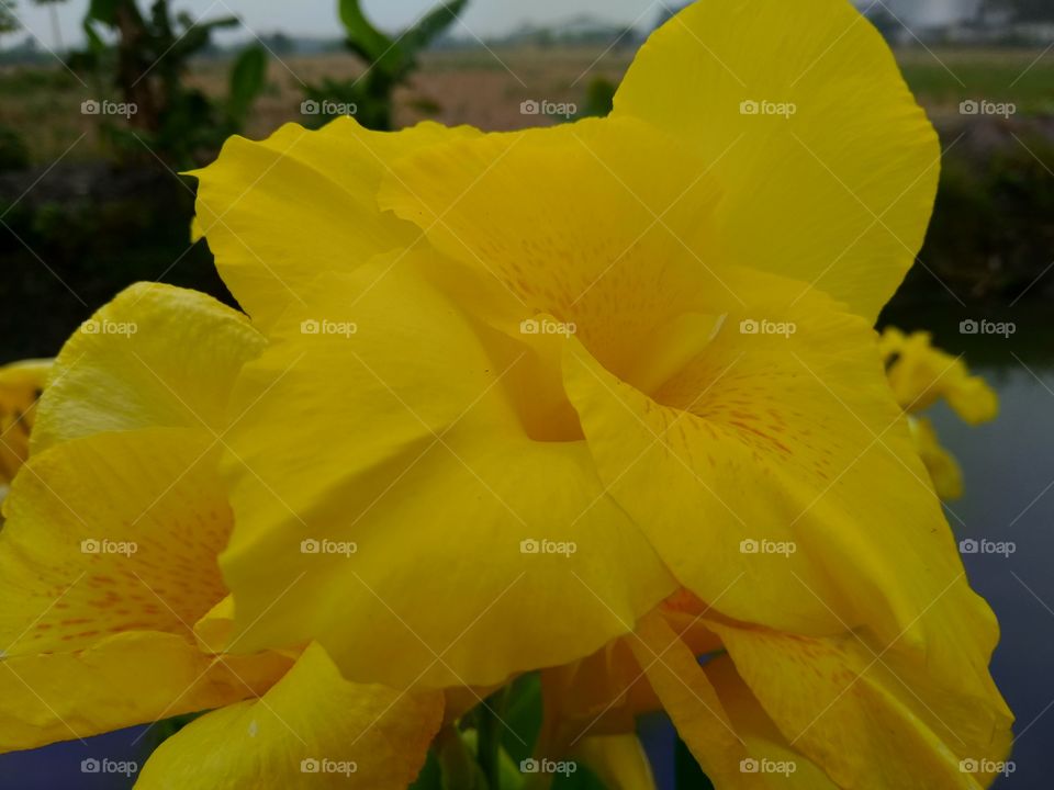Beautiful Yellow flower