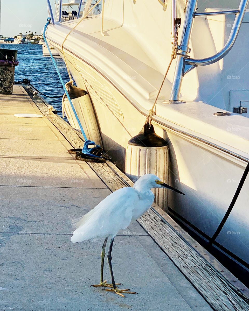 Egret at Ponce Inlet Marina