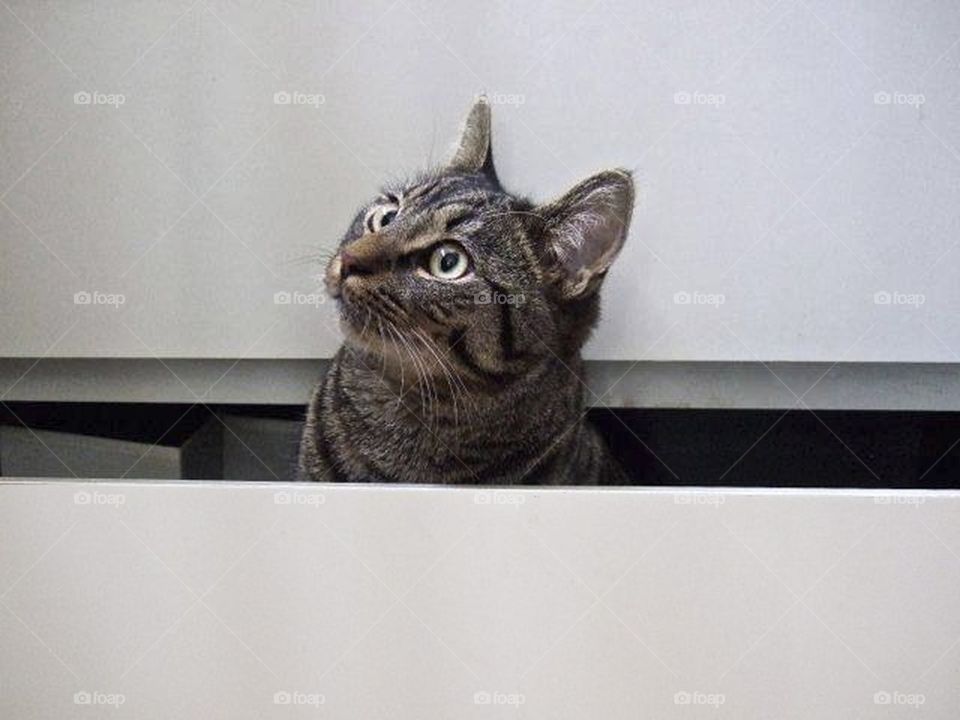 Cat in a drawer