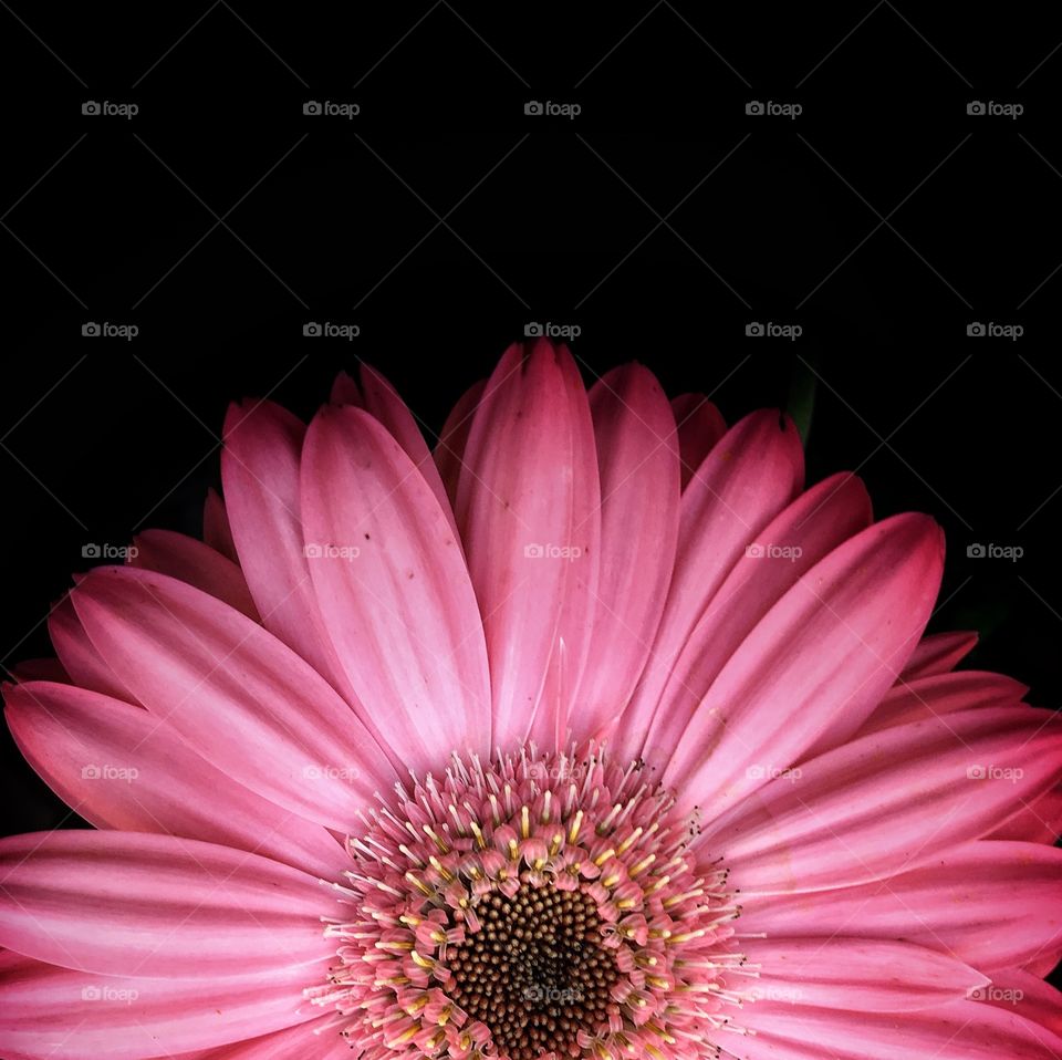Macro closeup of a pink Gerber daisy. Shot in  sunrising style against a black  background.
