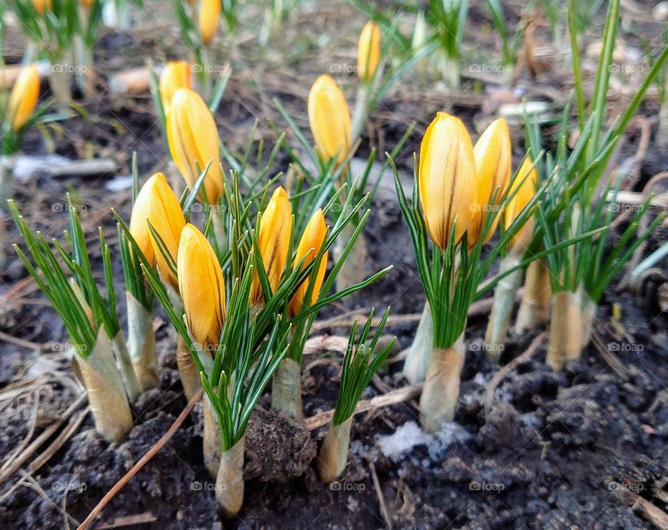 First spring flowers💛 Grow from the ground💛