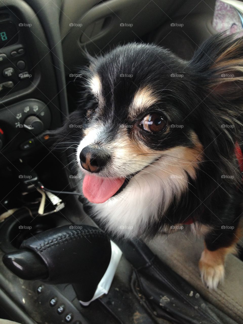 Happy face. Happy pup likes a car ride