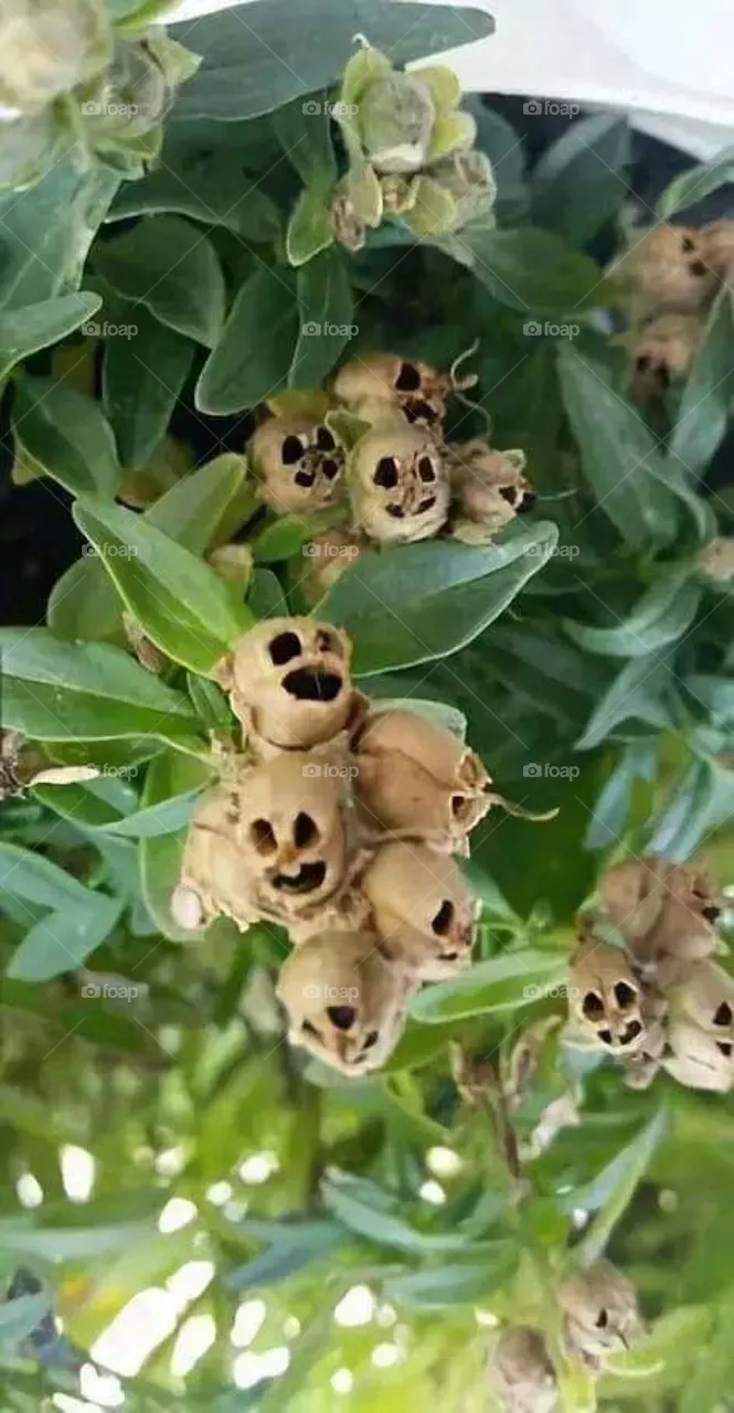 natural