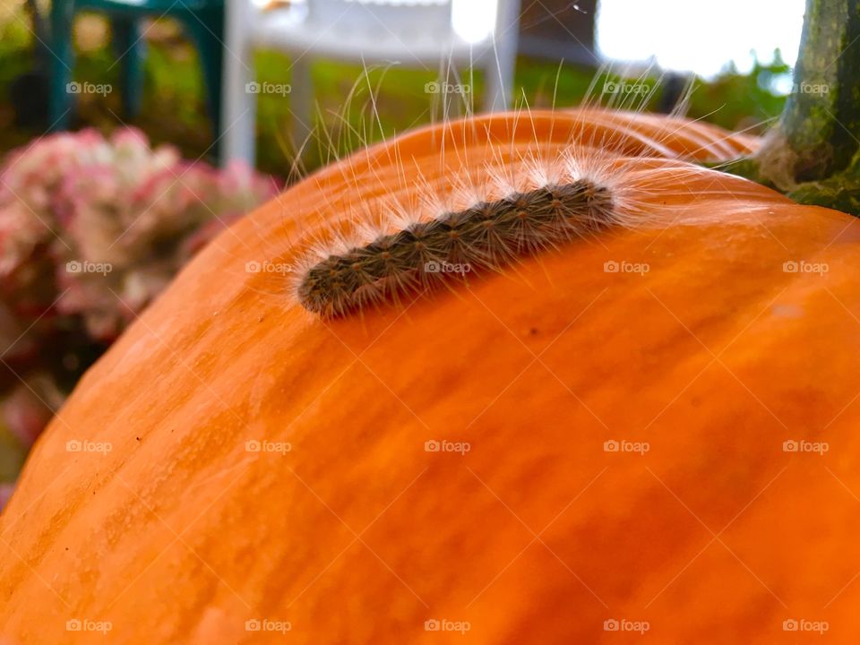 Caterpillar on pumpkin 