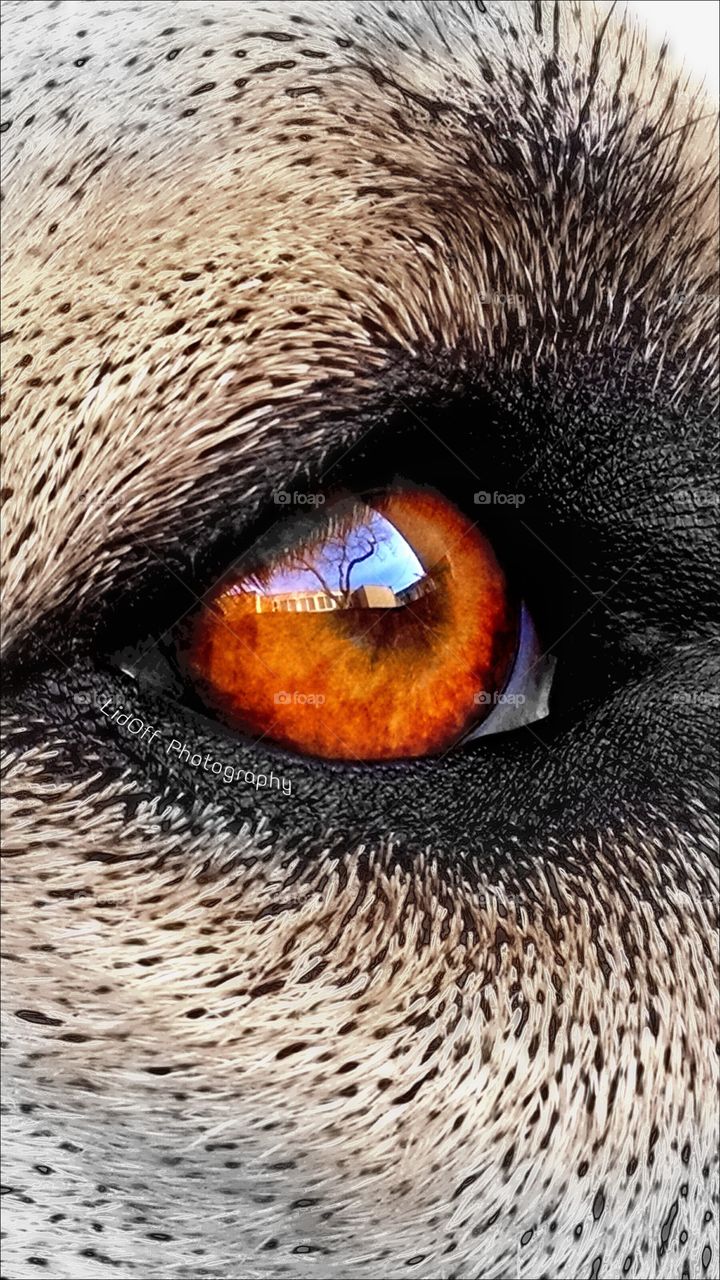 Eye of the Dog. Caught this cool reflection in my pups eye