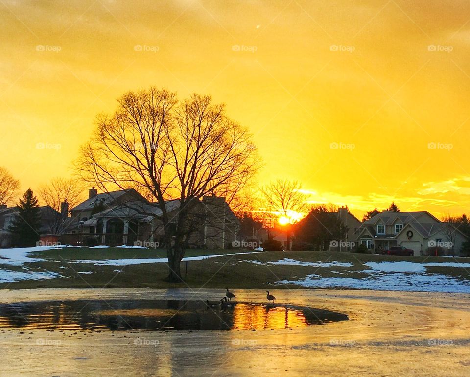 Golden morning 
1/2/2017