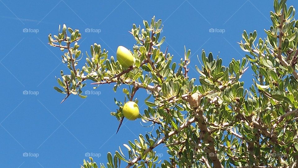 unique and wonderful argania tree.