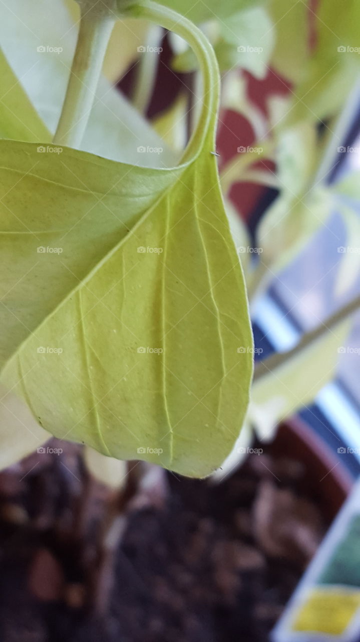 leaf