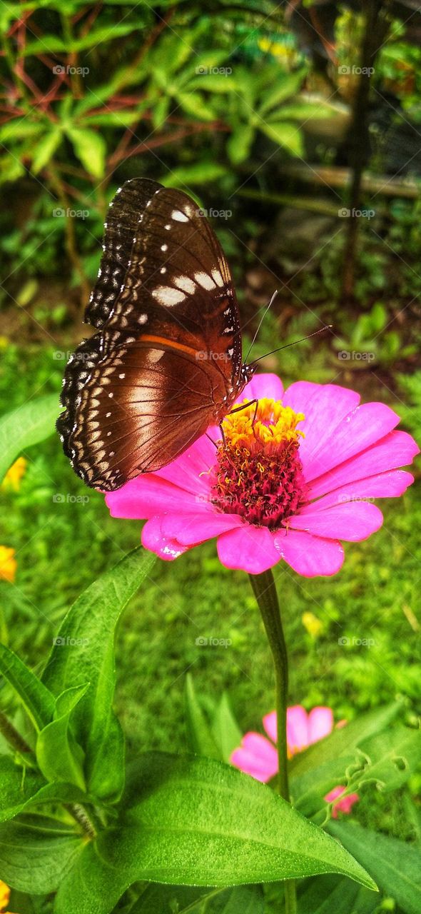 Beautiful butterfly on the flower