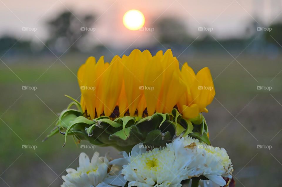 Sunset and flower