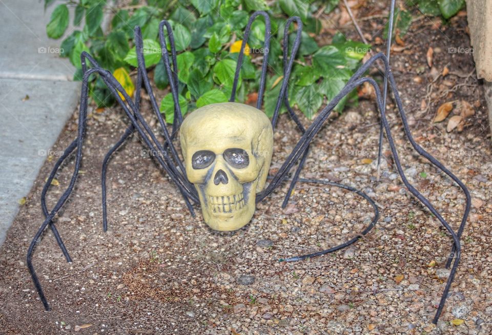 Long legged skull spider 