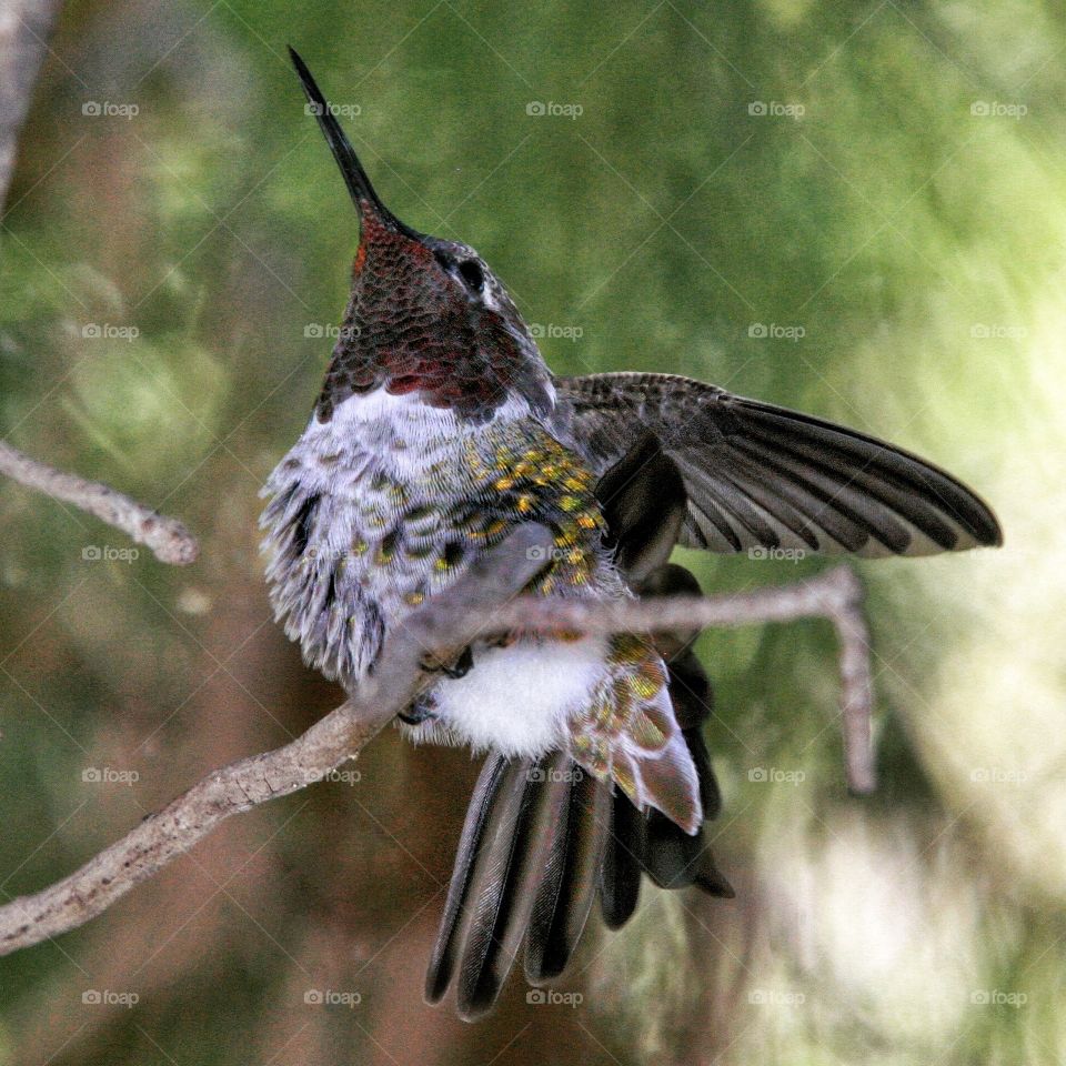 A bird perching on branch