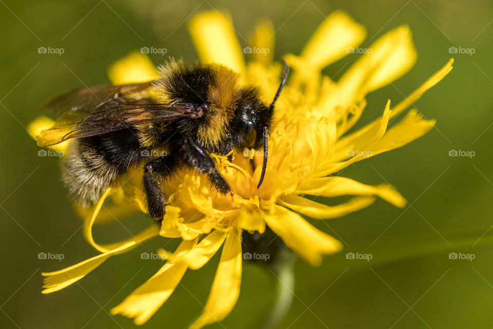 a brightly colored bumblebee on a yellow flower. the pistols intertwined with the beautiful bumblebee