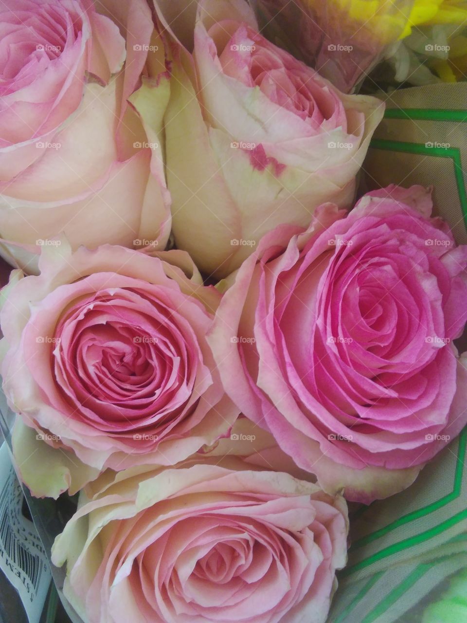 pink & white roses