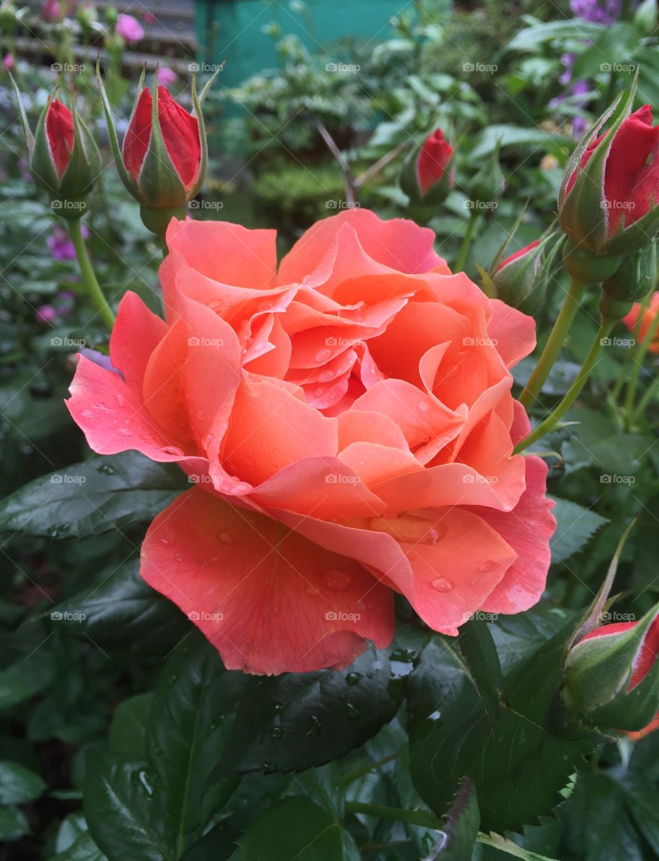 Water drop on pink rose